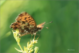 <p>PERLEŤOVEC NEJMENŠÍ (Boloria dia) jižní Morava - Radouč ---- /Weaver's fritillary - Magerrasen-Perlmutterfalter/</p>